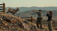 ‘It’s Trailer Park Chemistry.’ A Hybrid Bighorn Sheep Is On The Lam And That Could Be Bad News For Wild Herds