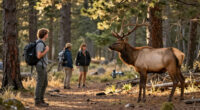 Sorry, But Elk Aren’t Really That Tough
